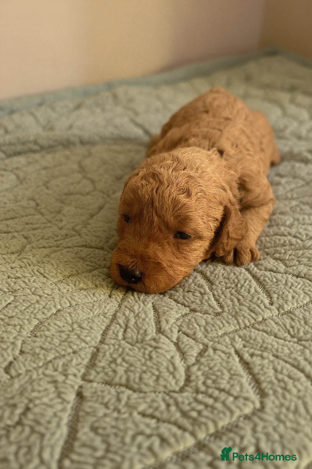 Labradoodle dogs for sale: 🐾F1b Healthy Labradoodle Puppies – Ready 18 Dec🐾 - Advert 20