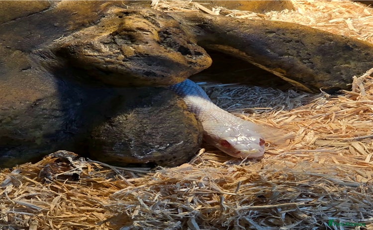 Corn Snake reptiles - Advert 1