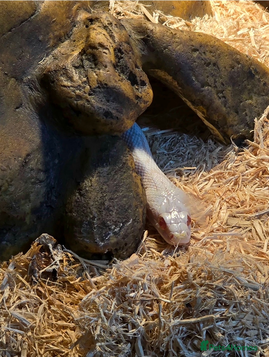 Corn Snake reptiles for sale: Corn snake and full set up - Advert 1