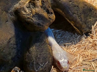 Corn Snake reptiles - Advert 6