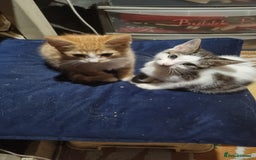 Mixed Breed cats for sale: Kittens for sale - Image 5