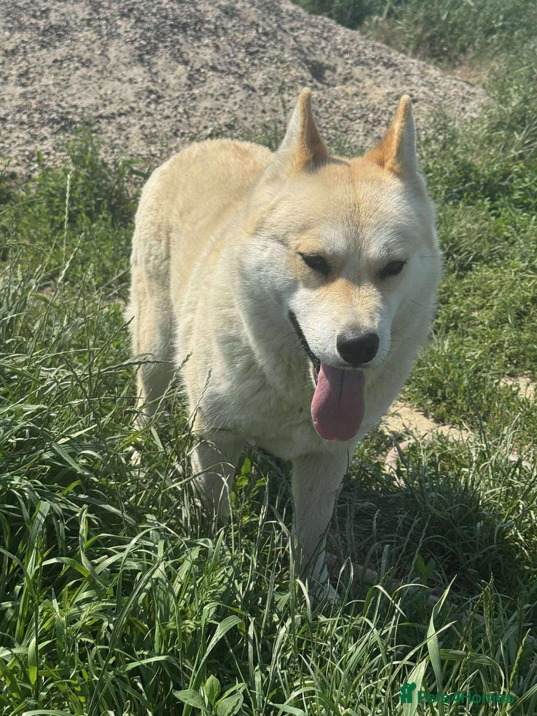 Mixed Breed dogs for adoption: 🐾 SUKI 🐾🐾  – SWEET GIRL LOOKING FOR LOVE - Image 2