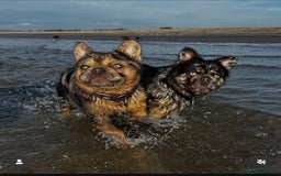 French Bulldog dogs for stud: Cupid 💘, Romeo 💘and Saint 💘for stud - Image 5