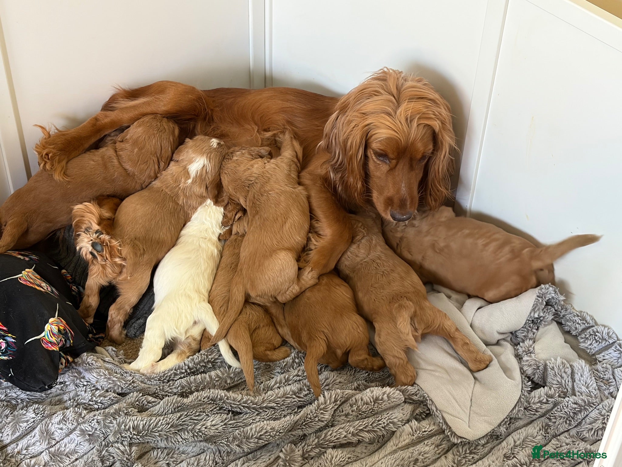 Cocker Spaniel dogs Cocker spaniel Puppys  - Advert 1