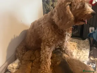 Cockapoo dogs Beautiful red cockapoo puppies ready now - Advert 17