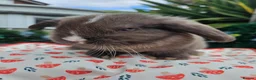 Mini Lop rabbits for sale: Chocolate vm mini lop - Advert 5