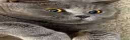 British Shorthair cats for sale: Two beautiful British shorthair X Scottish fold  - Advert 25