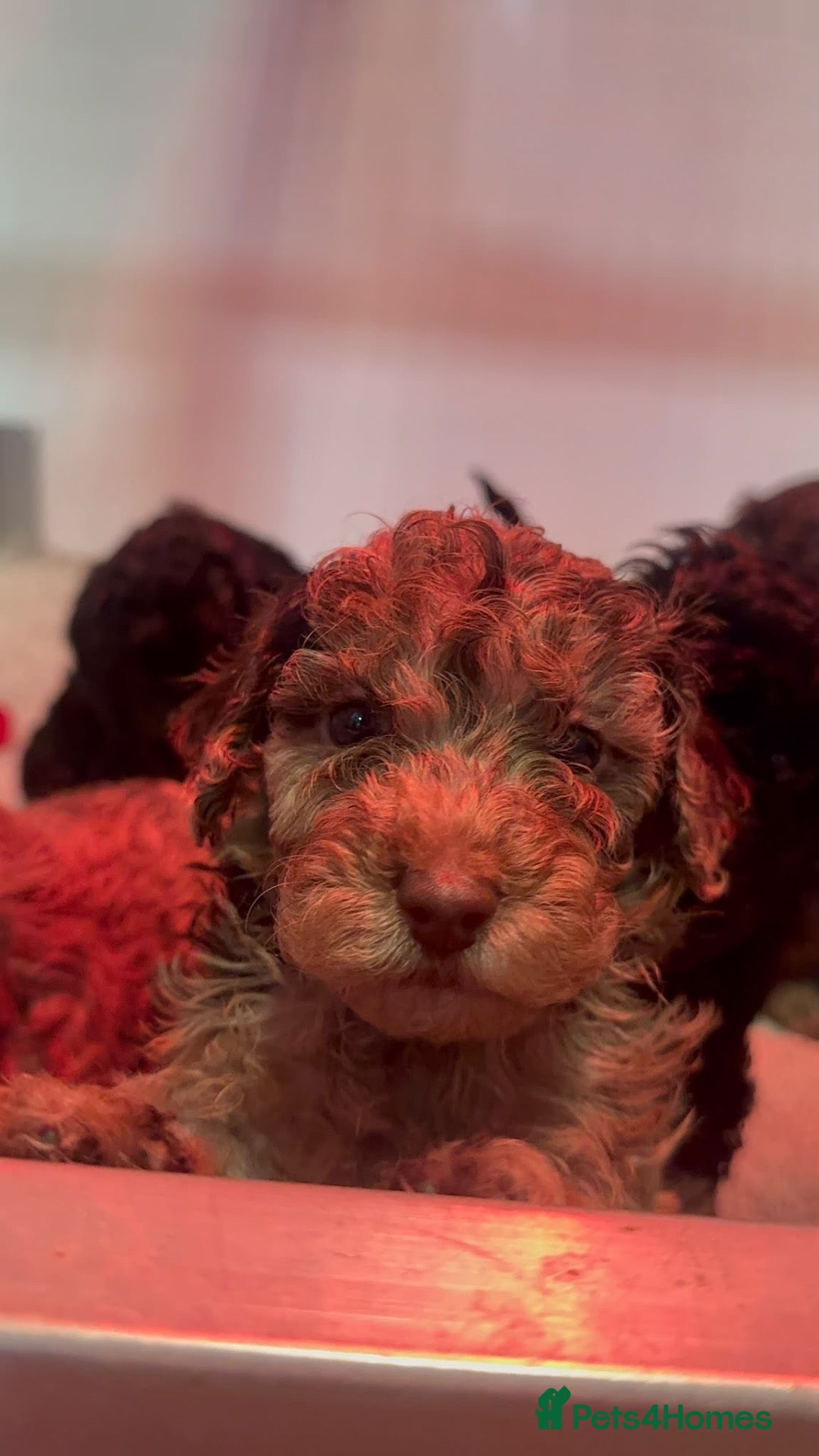 Cockapoo dogs for sale: Stunning F1bb toy cockerpoo  - Advert 3
