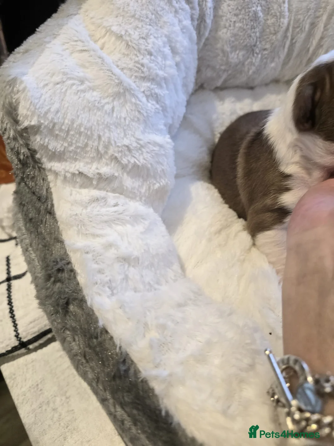 Boston Terrier dogs for sale: BEAUTIFUL BOSTON TERRIER PUPS  - Advert 18