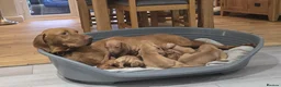 Hungarian Vizsla dogs for sale: Beautiful Hungarian Vizsla Puppies 4 Girls 2 Boys - Advert 13