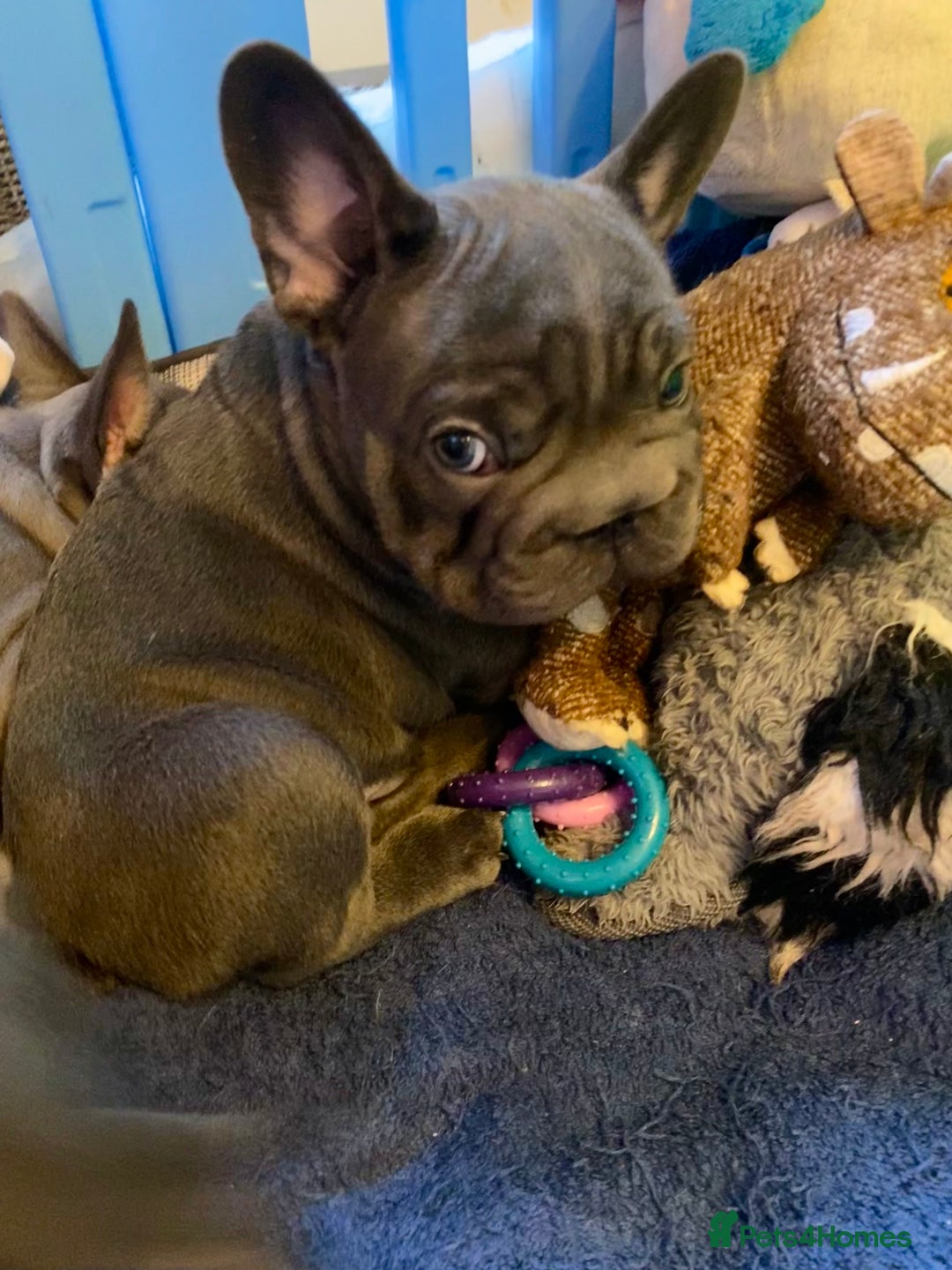 French Bulldog dogs for sale: French Bulldog 4 Boys and 3 girls  - Image 18