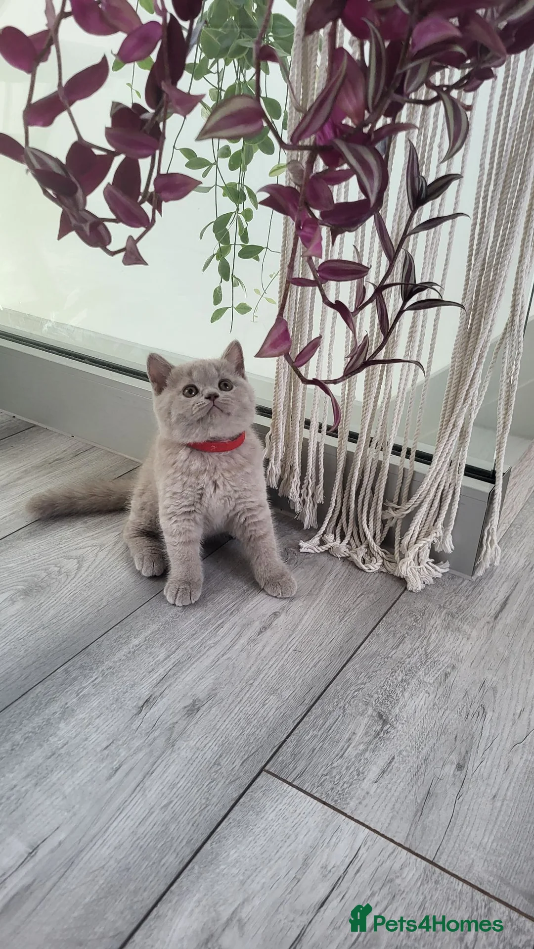 British Shorthair cats for sale: GCCF British Shorthair Champion Bloodline - Advert 12