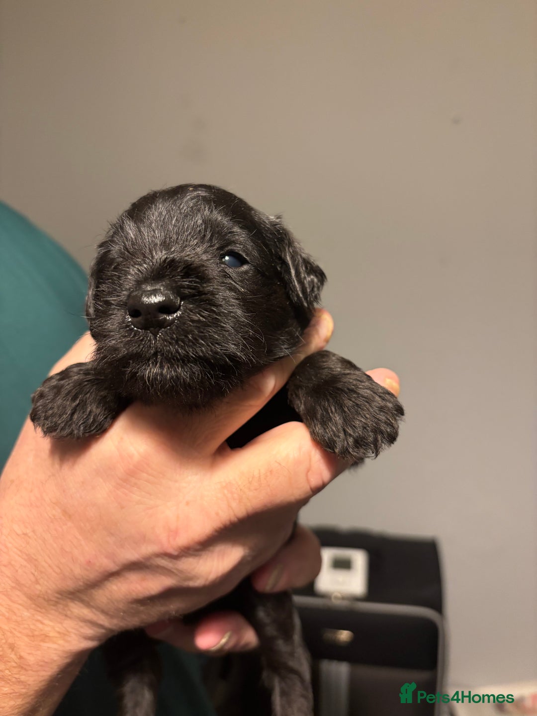 Miniature Schnauzer dogs for sale: 3 beautiful black boys available  - Advert 5