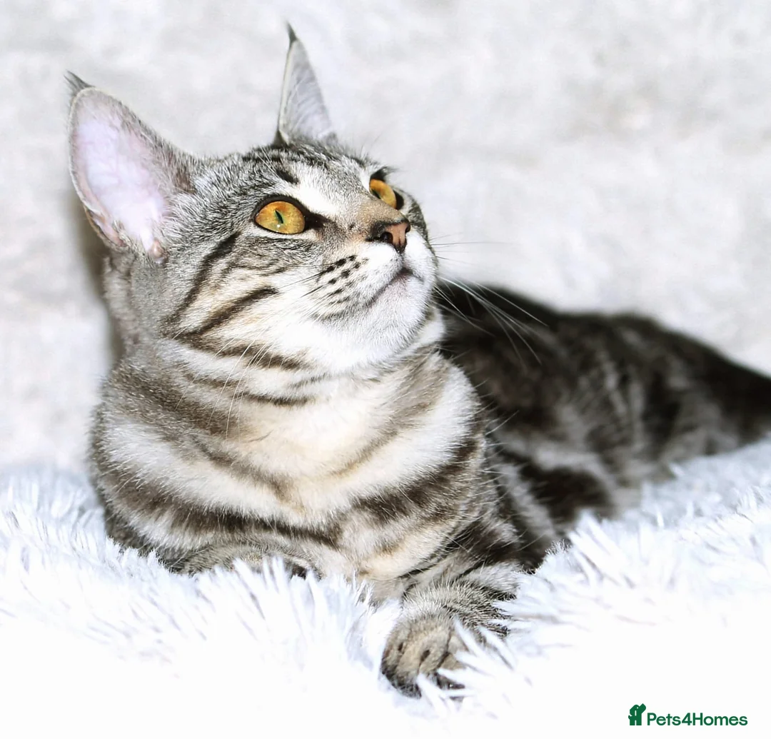 Maine Coon cats for sale: Half Maine Coon Kitten  - Advert 2