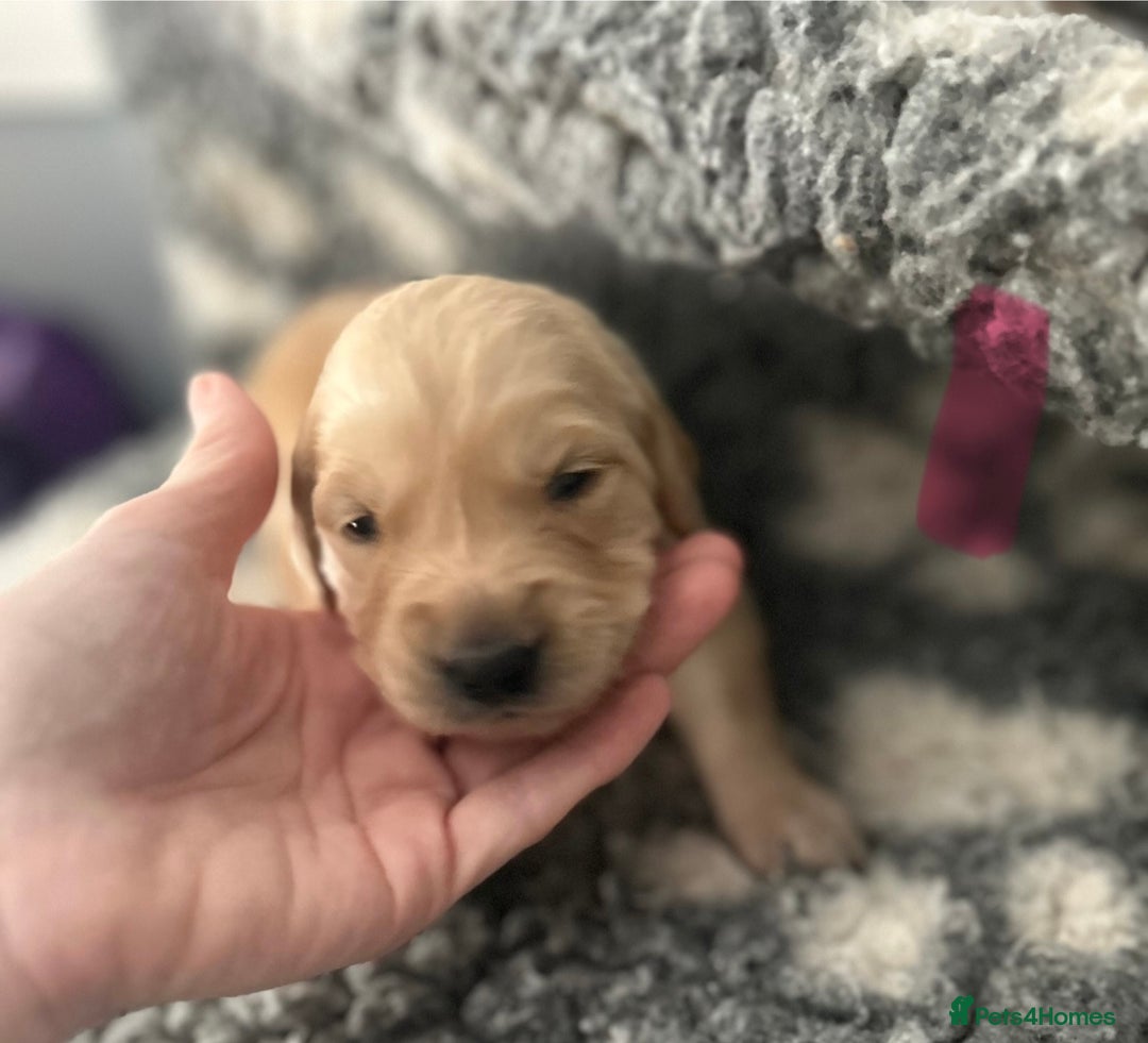 Golden Retriever dogs for sale: Remarkable Golden Retriever Puppies - Image 9