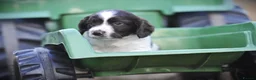 English Springer Spaniel dogs for sale: English springer spaniel puppies  in Exeter - Advert 2