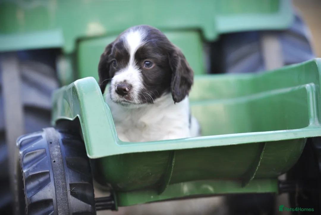English Springer Spaniel dogs for sale: English springer spaniel puppies  in Exeter - Advert 2