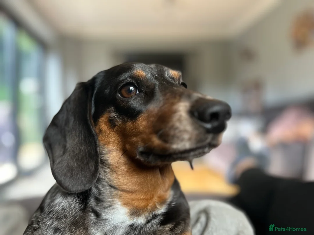 Miniature Dachshund dogs for stud: For stud  - Advert 3