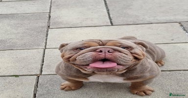 English Bulldog dogs - Advert 1