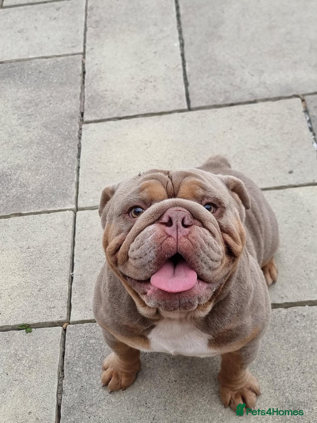 English Bulldog dogs for sale: 3 Year old Beautiful Lilac and Tan Male - Image 2