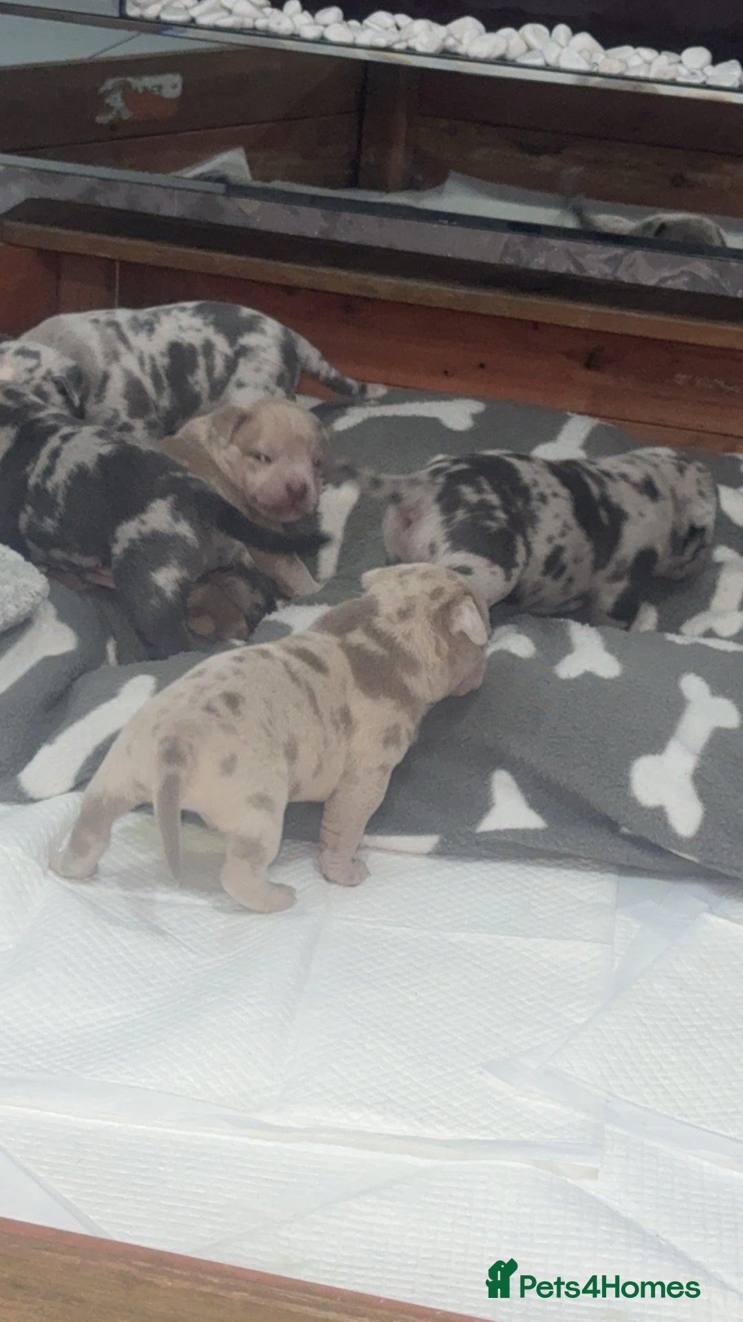 Mixed Breed dogs for sale: Last pup.. male!! Staff x pocket bully pups - Advert 5