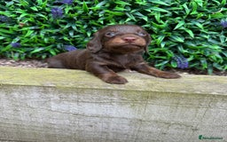 Miniature Dachshund dogs for sale: Long Haired Miniature Dachshund puppies - Image 14