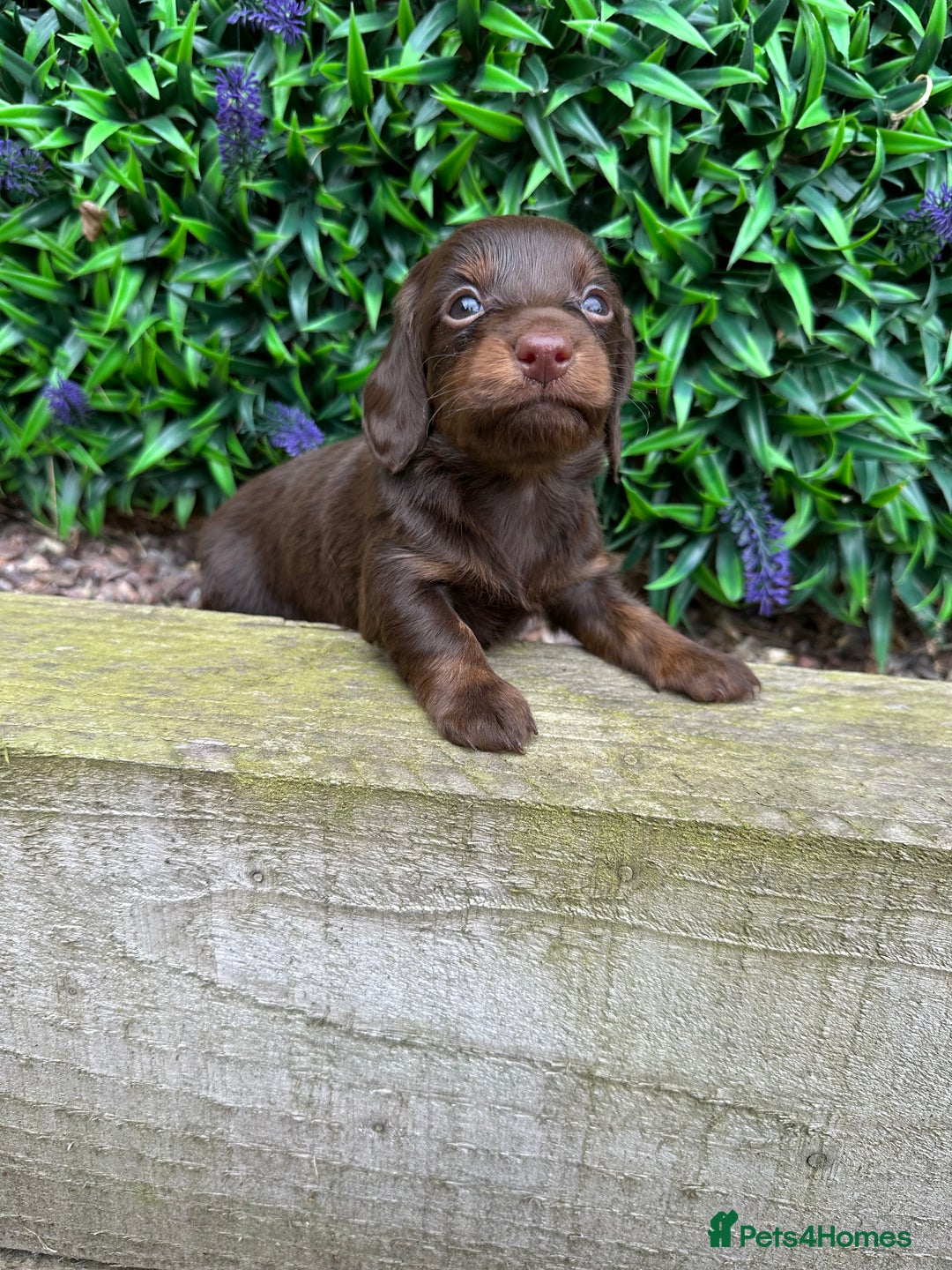 Miniature Dachshund dogs for sale: Long Haired Miniature Dachshund puppies - Image 14