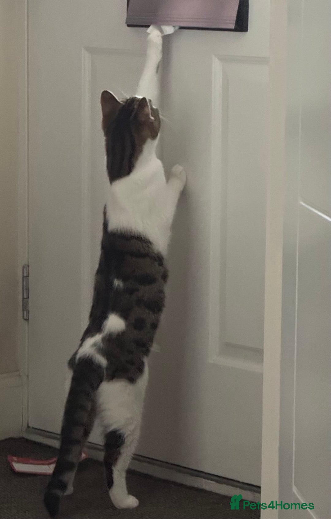 Domestic Shorthair cats for sale: Two Bonded Siblings for Sale - Advert 5