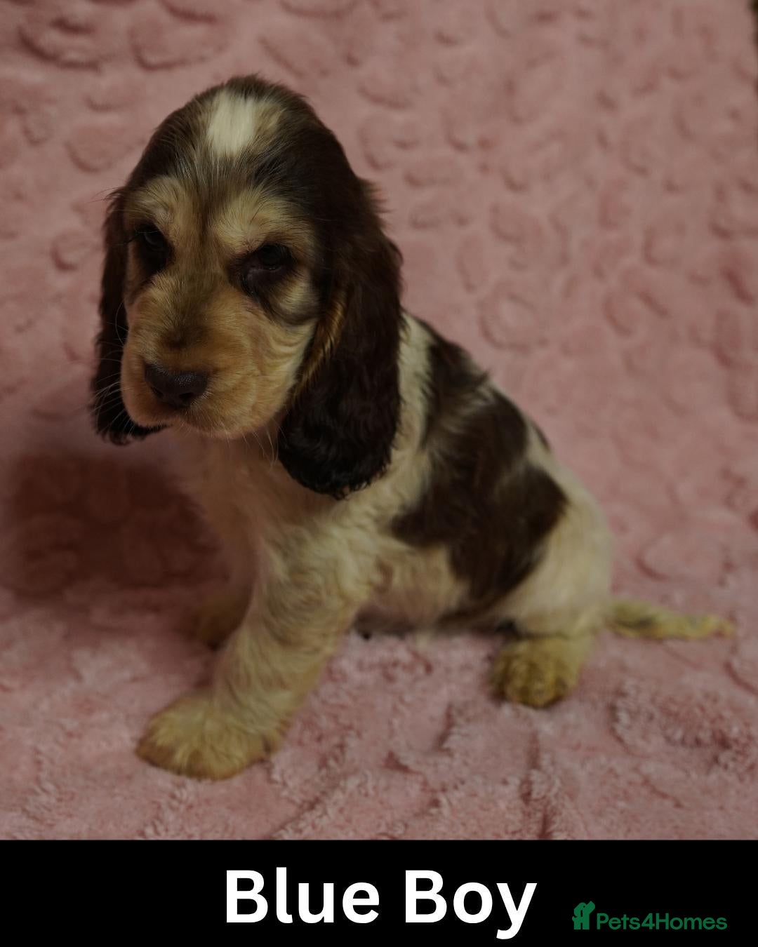 Cocker Spaniel dogs Quality, Show Type, Cocker Spaniel Puppies - Advert 1