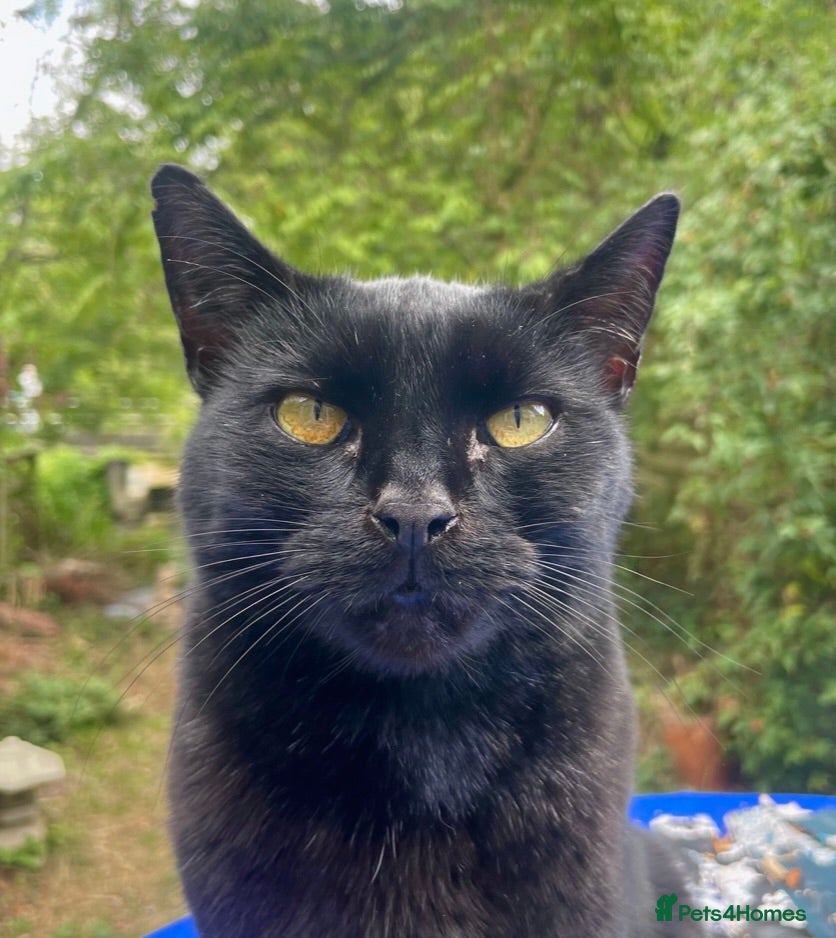 Bombay cats Lovely Besley - Advert 2