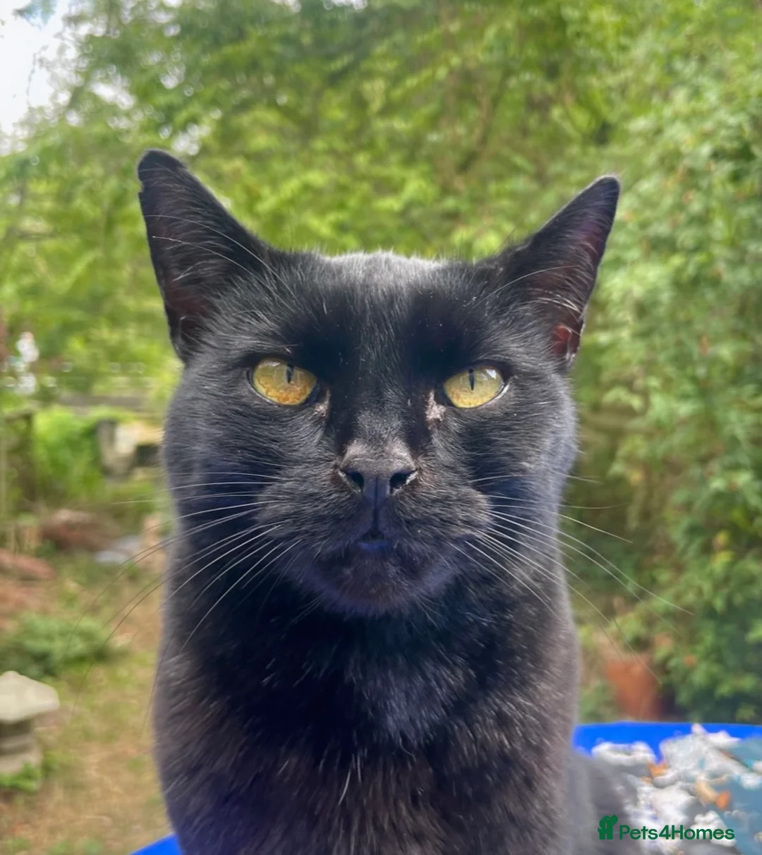 Bombay cats for sale: Lovely Besley - Advert 1