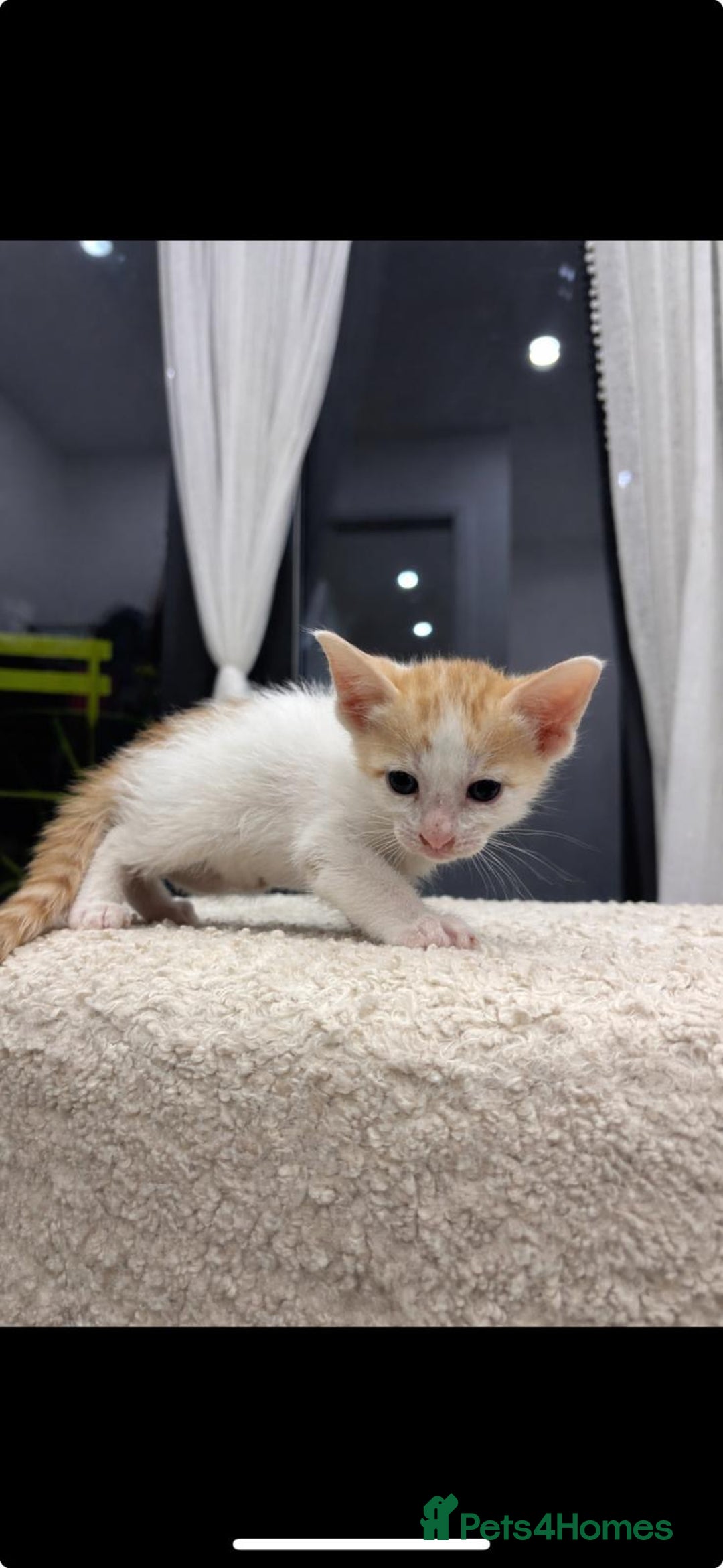 Oriental cats for sale: Gorgeous oriental kittens  - Advert 9