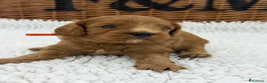 Cavapoo 3
