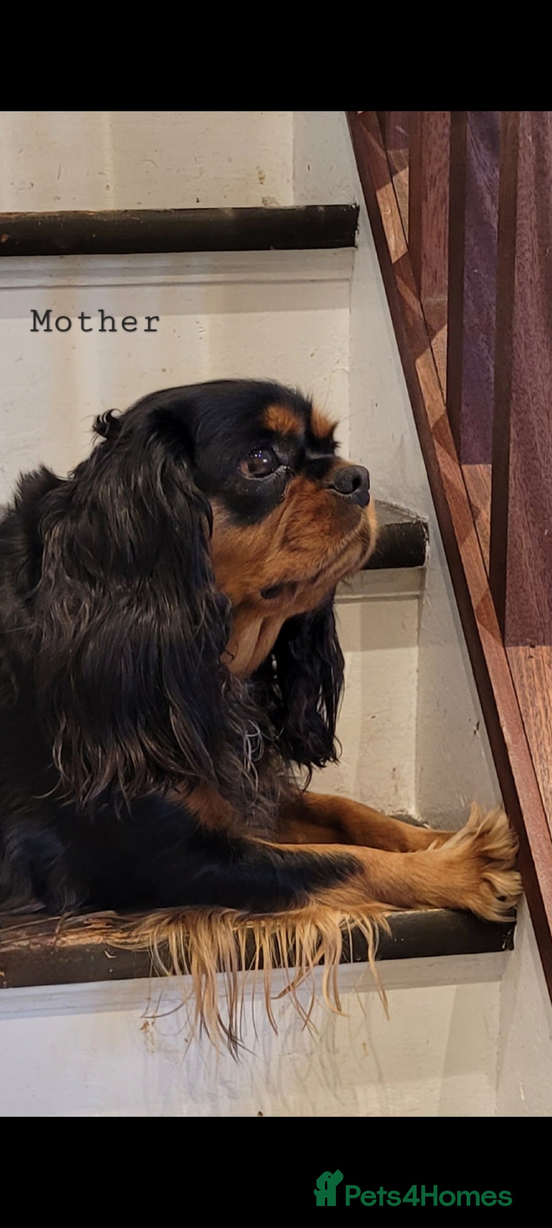Cavalier King Charles Spaniel dogs for sale: Stunning Cavalier Puppies–Champ Blood,HealthTested - Image 7