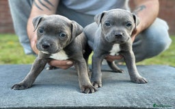 Staffordshire Bull Terrier dogs for sale: Stunning Staffordshire Bullterrier Puppies  - Image 2