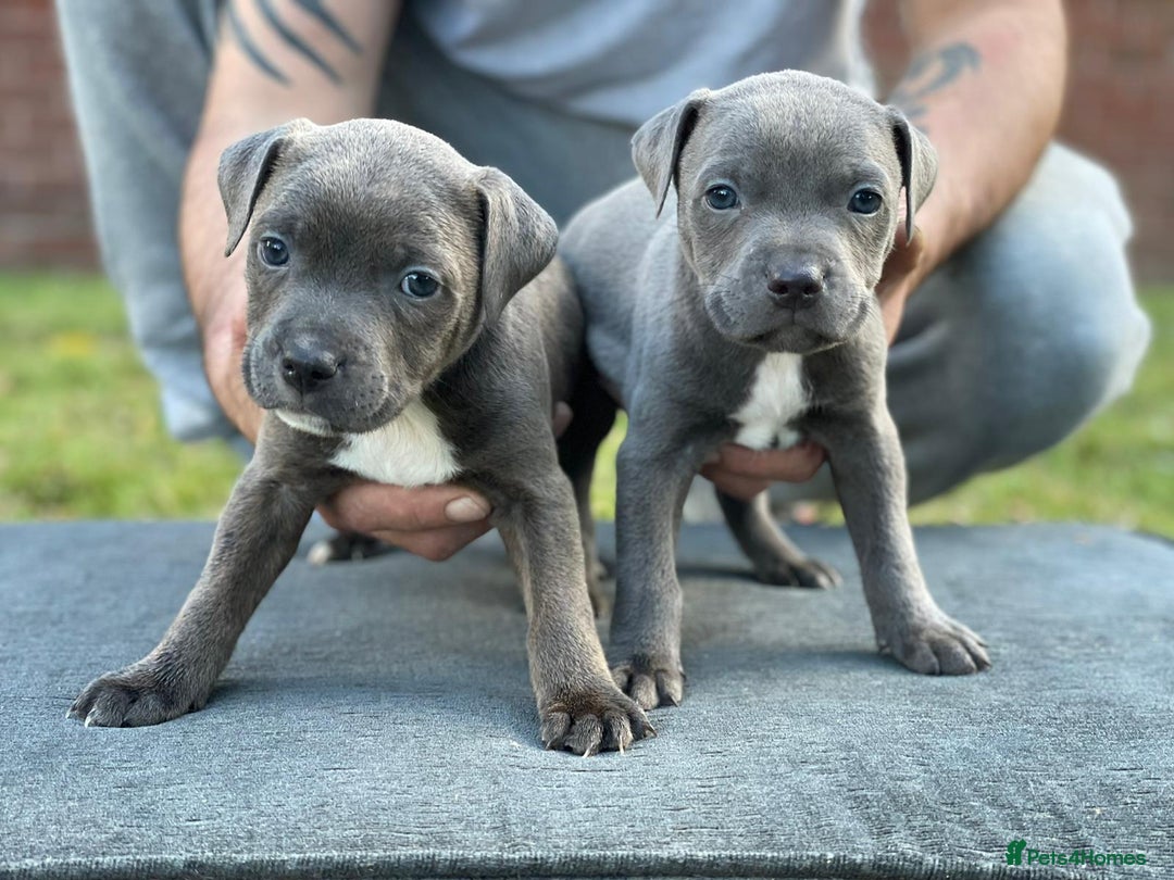 Staffordshire Bull Terrier dogs for sale: Stunning Staffordshire Bullterrier Puppies  - Image 2