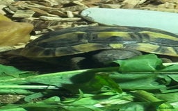 Hermann Tortoise reptiles for sale: Herman’s tortoise for sale  - Image 4