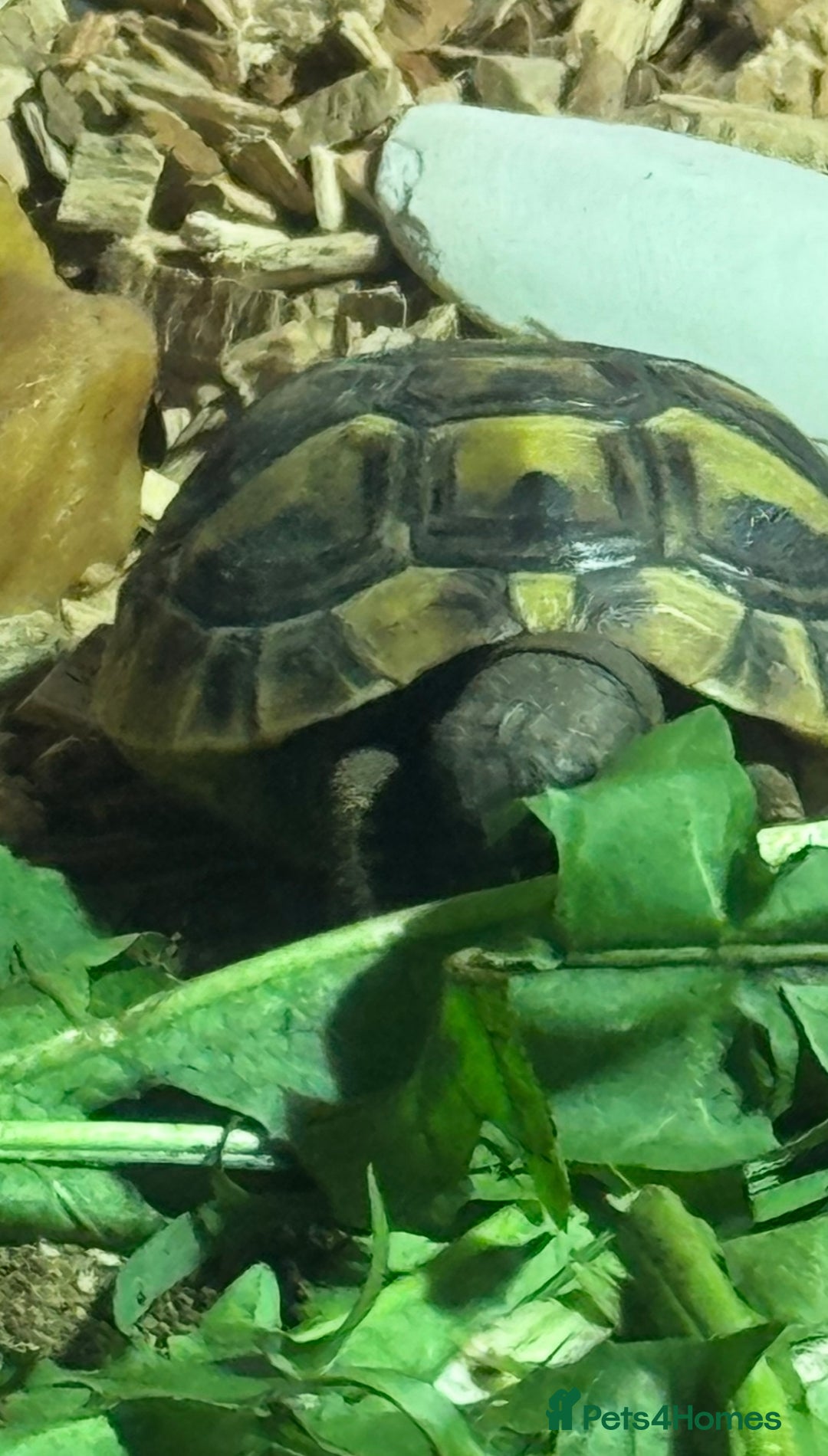 Hermann Tortoise reptiles for sale: Herman’s tortoise for sale  - Image 4