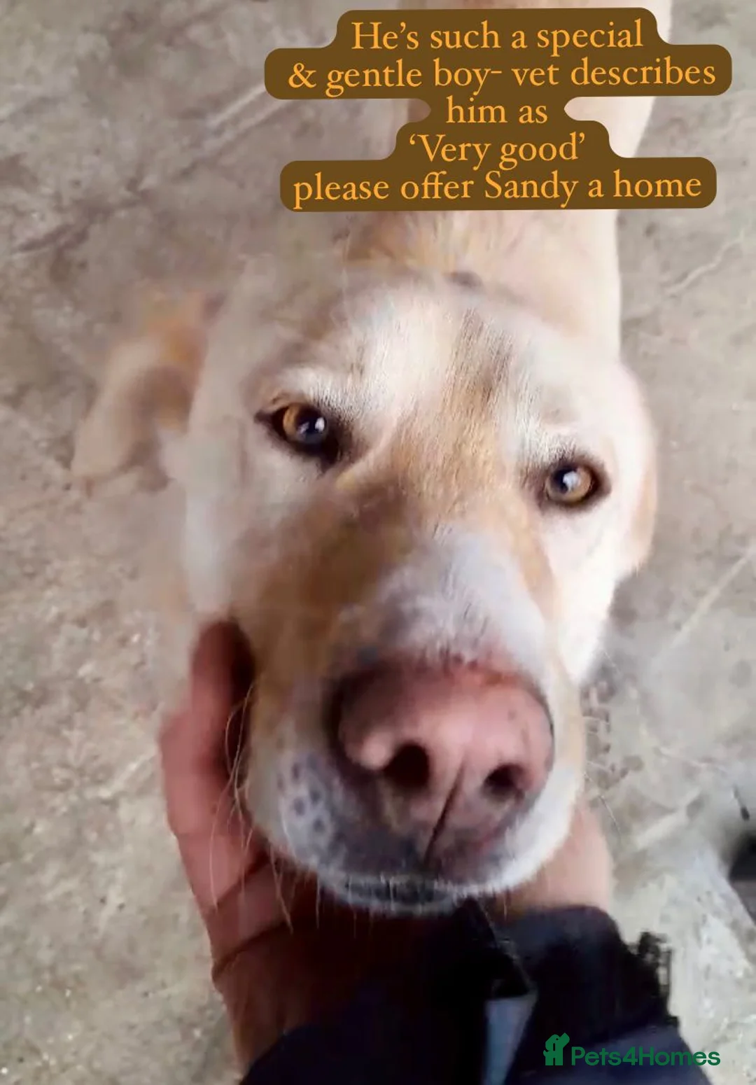 Mixed Breed dogs for adoption: Sandy, 3 yrs approx. Available for adoption. - Advert 7