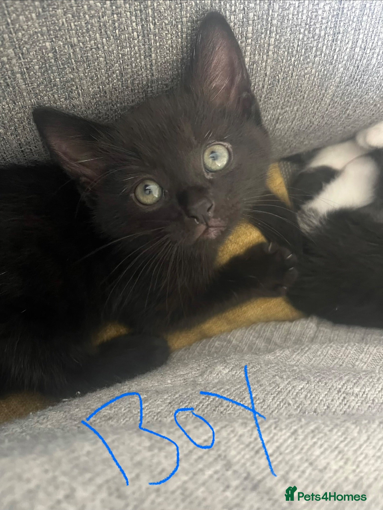 Mixed Breed cats 4 kittens 3 boys 1 girl  - Advert 1