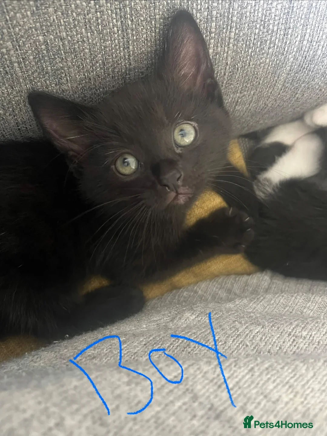 Mixed Breed cats for sale: 4 kittens 3 boys 1 girl  in Bristol - Advert 1