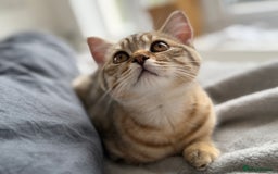 British Shorthair cats for sale: Stunning BSH chinchilla kittens 15 weeks old  - Image 9