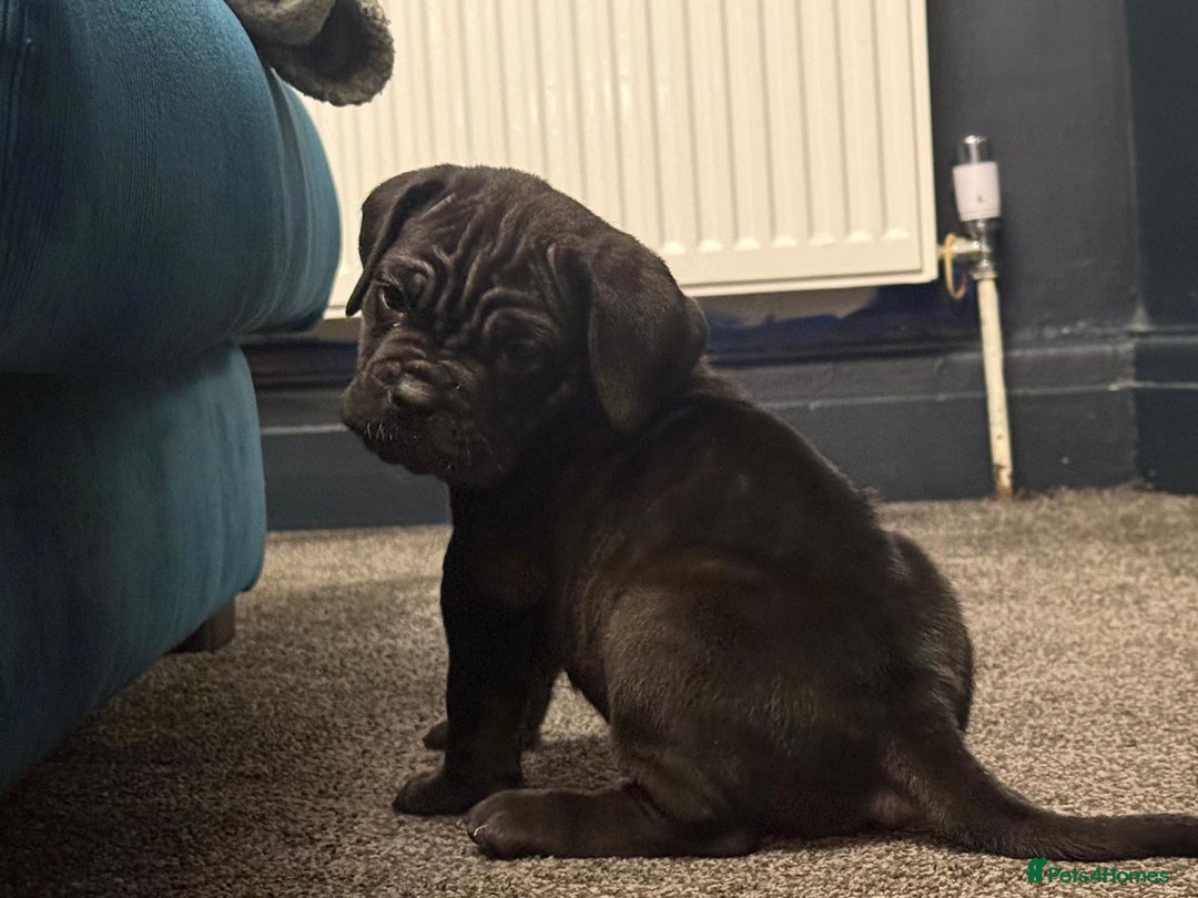 Cane Corso dogs for sale: Exceptional Quality Full Pedigree  - Advert 19
