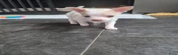 Chihuahua dogs for sale: 2 girl chihuahua left ready 10th August  - Advert 11