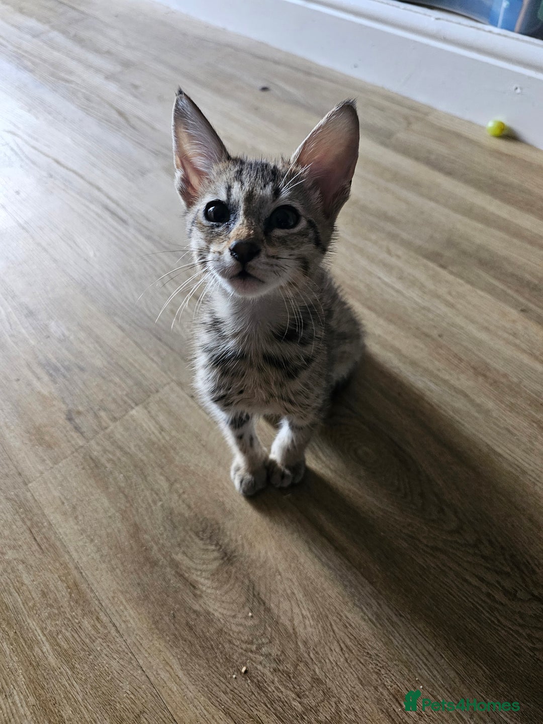 Savannah cats for sale: Gorgeous F4 Savannah Kittens - Advert 2