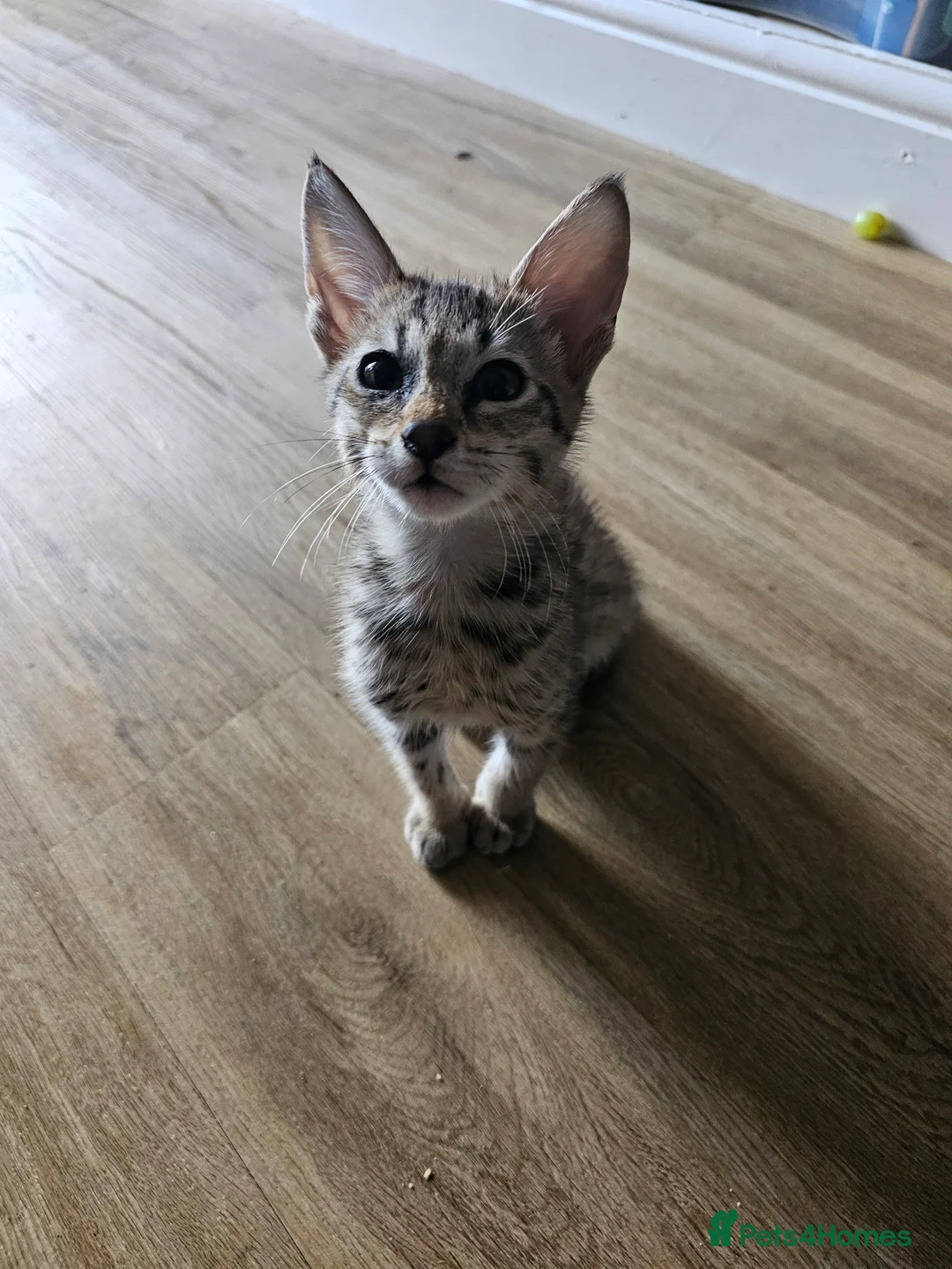 Savannah cats for sale: Gorgeous F4 Savannah Kittens - Advert 2