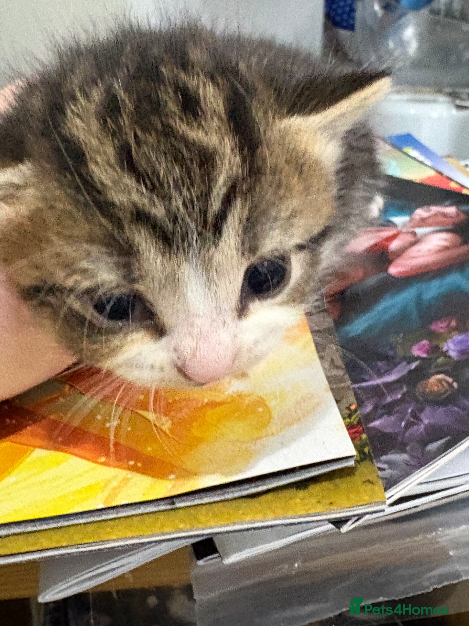 Mixed Breed cats for sale: 2 girls 1 boy kittens in Bury - Advert 7