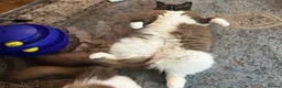 Ragdoll cats for sale: TICA reg. Mink Ragdoll Girl 3 Years Old - Advert 11
