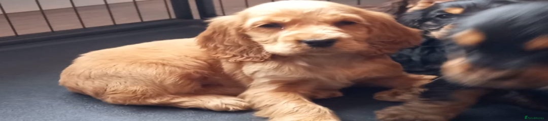 Cocker Spaniel Puppy 1