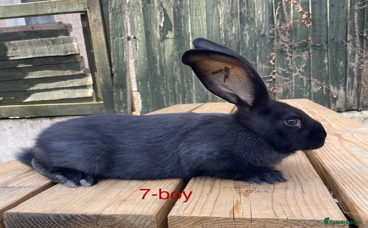 Continental Giant rabbits - Advert 9